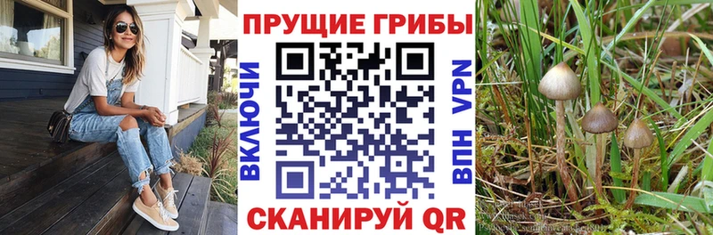 Галлюциногенные грибы Psilocybe  Ульяновск 